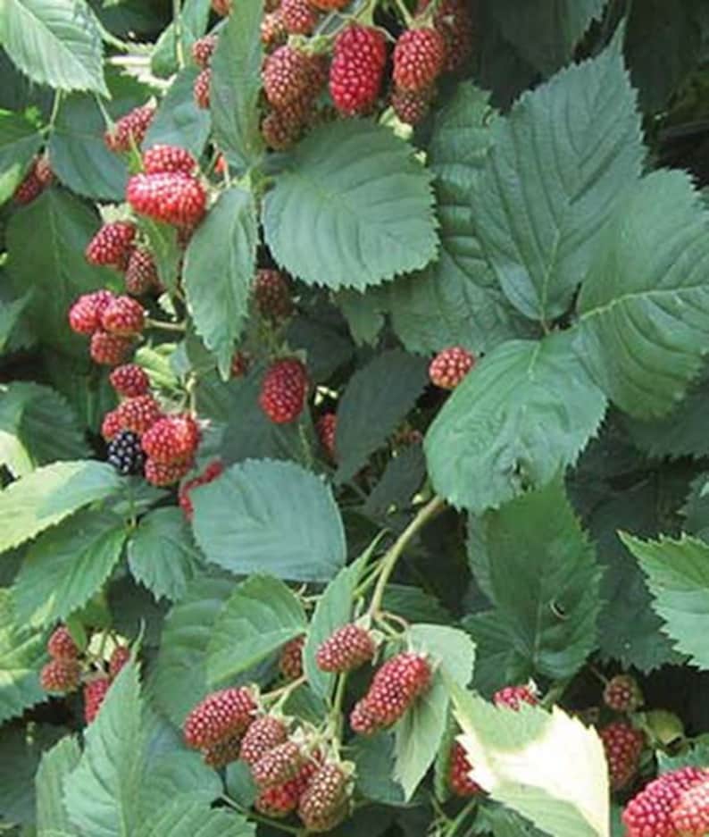 May include: A close-up of a blackberry bush with ripe blackberries and red berries. The leaves are green and the berries are clustered together.