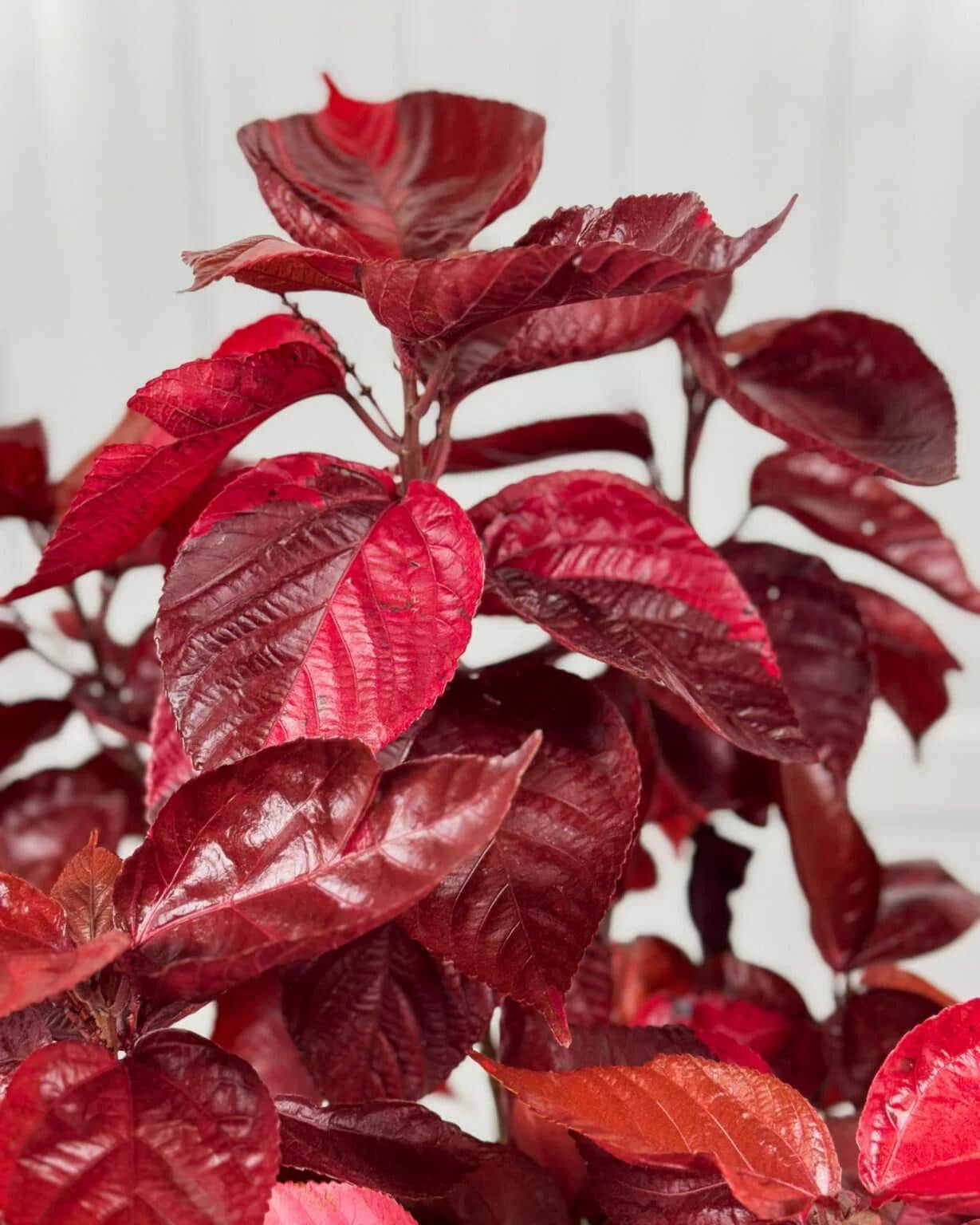 Acalypha Copper Plant 'louisiana Red' (jacob's Coat) 5-9" Live Plants ...
