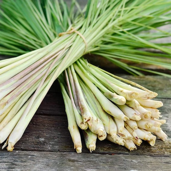 Lemon Grass Live Plant - Two (2) Starter Lemongrass Plants - Lemongrass For Planting - Live Herb Plants - Citronella Grass
