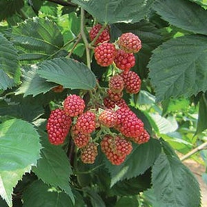 May include: A close-up of a blackberry bush with ripe red berries. The berries are clustered together on the branches, and the leaves are green and lush.
