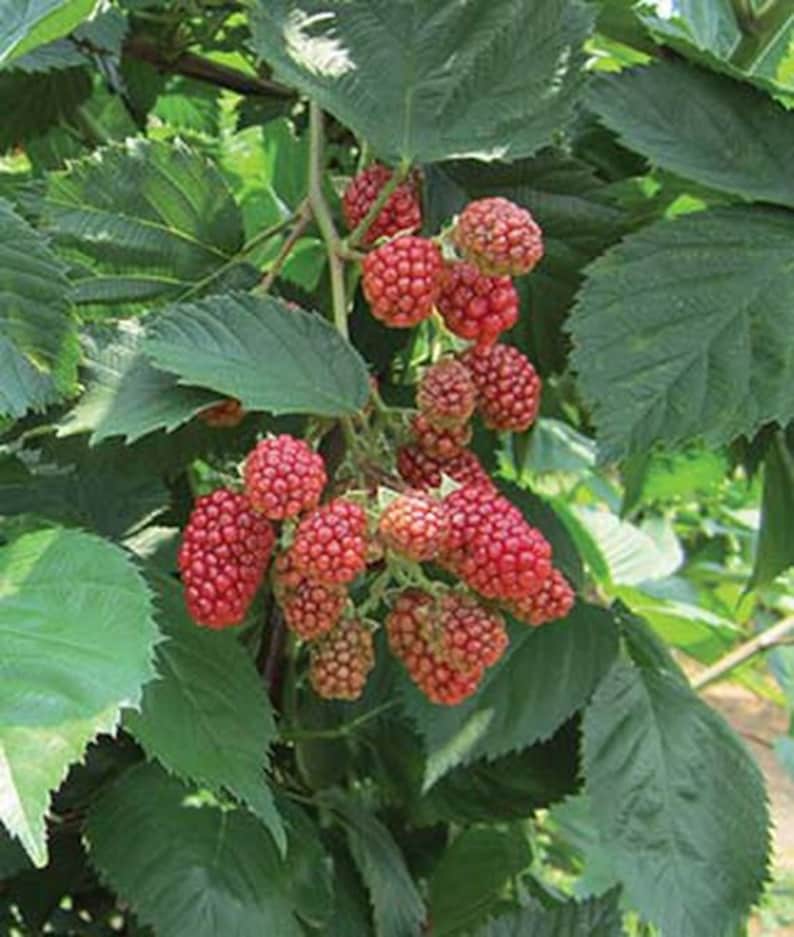 May include: A close-up of a blackberry bush with ripe red berries. The berries are clustered together on the branches, and the leaves are green and lush.
