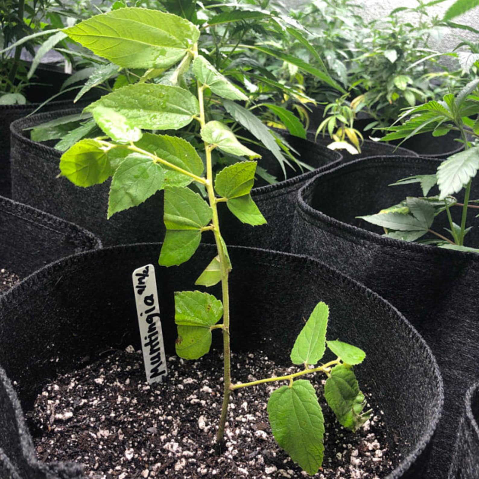 Jamaican Cherry aka Strawberry Tree Muntingia Calabura Live Etsy