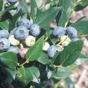 Windsor Southern Highbush Blueberry - Live Blueberry Bush - Starter 4-6 inch Blue Berry Plant for Planting - Blueberry Plant Live