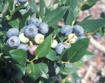 Windsor Southern Highbush Blueberry - Live Blueberry Bush - Starter 4-6 inch Blue Berry Plant for Planting - Blueberry Plant Live