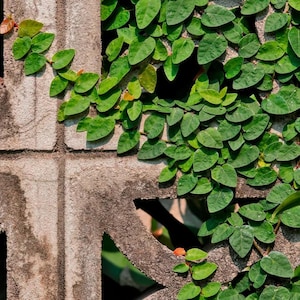 May include: Close-up of a concrete wall with a pattern of square openings, covered in vibrant green ivy. The leaves are heart-shaped and densely packed, creating a textured, natural design. The wall's surface shows signs of weathering, adding to the rustic aesthetic.