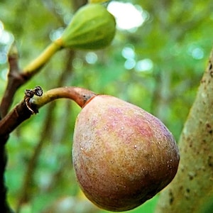 May include: A close-up of a fig fruit, with a brown and purple hue, hanging from a branch. The fig is in focus, with a green fig and leaves in the background. The image is taken outdoors.