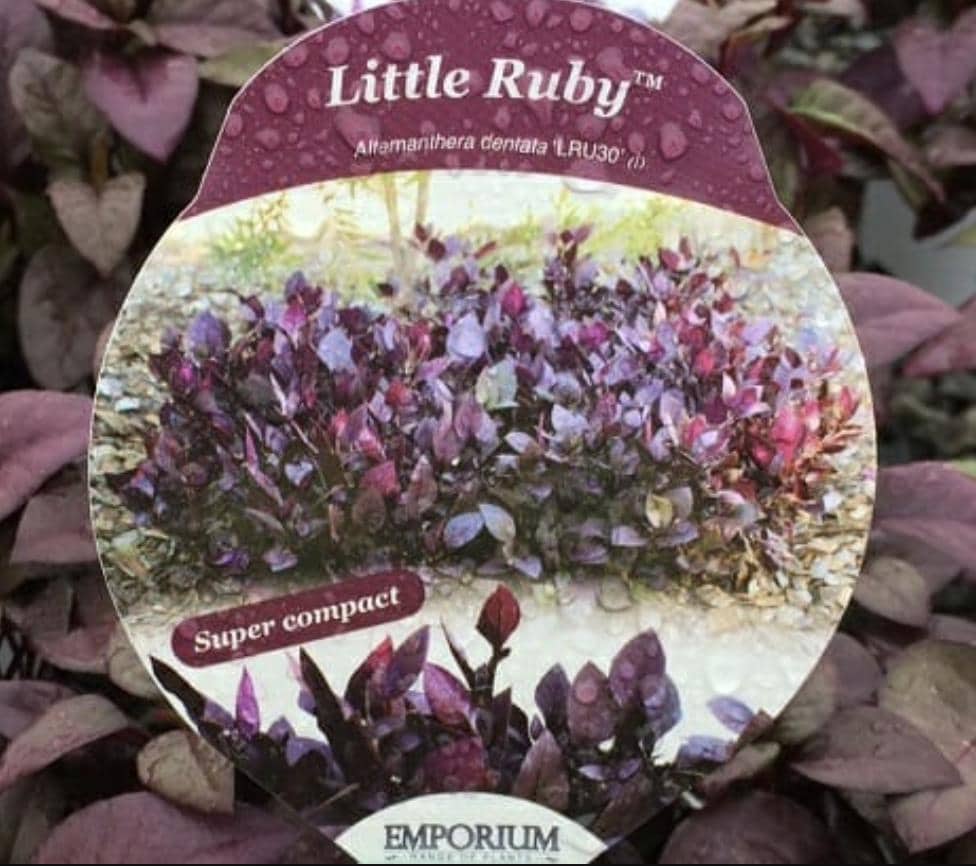 Alternanthera ‘little Ruby’ – Pack of 2 Starter Plants (4-6 Inches Tall ...