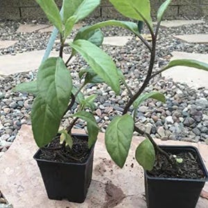 Longevity Spinach Pack of 2 - Perennial Spinach - Gynura Procumbens Live Plants - Fast-Growing Edible Herb - Organic Spinach Plants
