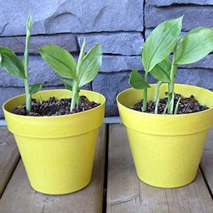 May include: Two bright yellow flower pots with green plants. The pots are filled with dark soil and sit on a wooden surface. The background is a gray stone wall. The plants have large green leaves.