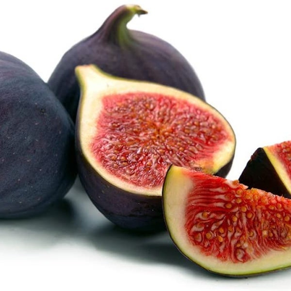 Black Mission Fig Tree - Ficus Carica Fig Tree Plant - Mission Fig Tree Live Plant - Fruit Tree Live Plant