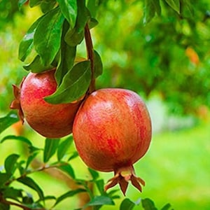 Pomegranate Tree - Salavatski Pomegranate Starter Tree - Punica Granatum - Fruit Trees - Fruit Trees Live Plant - Russian Pomegranate Plant