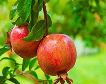 Pomegranate Tree - Salavatski Pomegranate Starter Tree - Punica Granatum - Fruit Trees - Fruit Trees Live Plant - Russian Pomegranate Plant