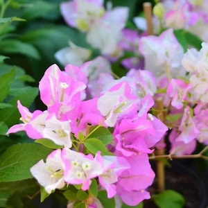 May include: Close-up of vibrant bougainvillea flowers in full bloom. The flowers display a mix of bright pink and white petals, complemented by green leaves. The image captures the natural beauty of the plant.