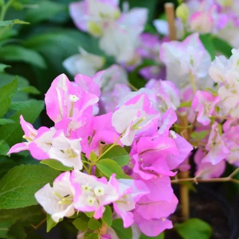 May include: Close-up of vibrant bougainvillea flowers in full bloom. The flowers display a mix of bright pink and white petals, complemented by green leaves. The image captures the natural beauty of the plant.