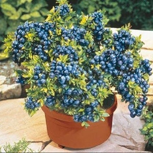 Top Hat Blueberry Plant - Dwarf Fruit Tree - Live Plant 4-6 inch Blueberry Plant- Tophat - Fruit Tree Live Plant- Dwarf Blueberry Plant