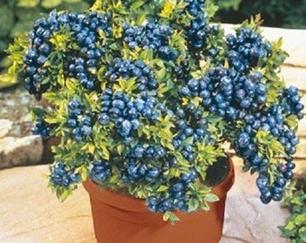 Top Hat Blueberry Plant - Dwarf Fruit Tree - Live Plant 4-6 inch Blueberry Plant- Tophat - Fruit Tree Live Plant- Dwarf Blueberry Plant