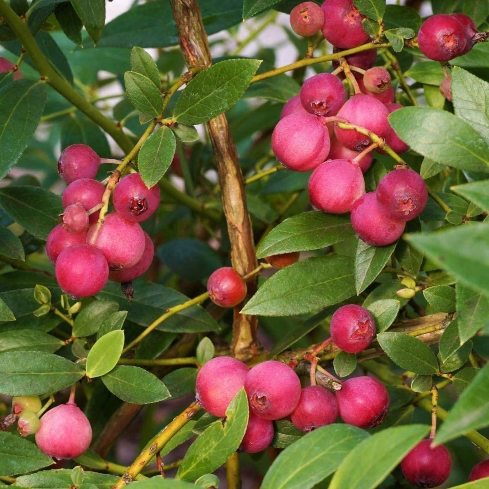 Pink Lemonade Blueberry Bush Dwarf Blueberry Plant Dwarf Etsy