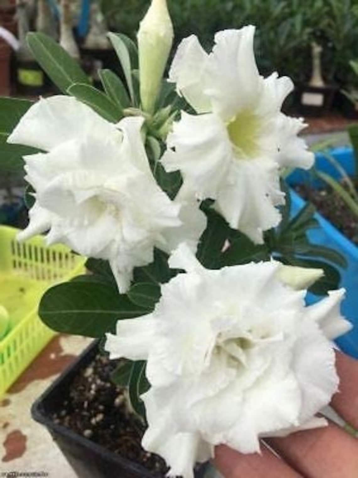 White Desert Rose Flower Live Starter Rose Plant Starter Etsy UK