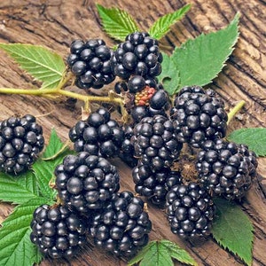 May include: A close-up of a cluster of ripe blackberries on a wooden surface. The berries are arranged in a natural, organic way, with some leaves still attached. The blackberries are a deep, rich black color, and they appear juicy and plump.