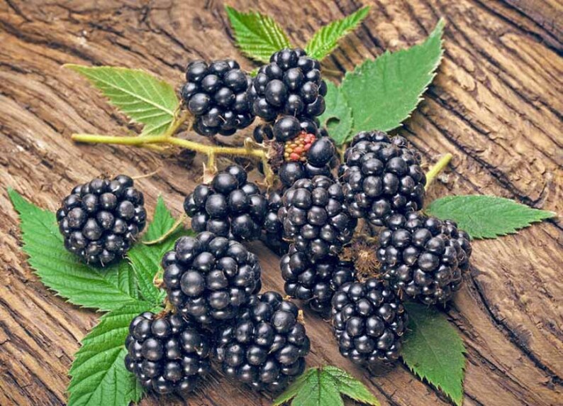 May include: A close-up of a cluster of ripe blackberries on a wooden surface. The berries are arranged in a natural, organic way, with some leaves still attached. The blackberries are a deep, rich black color, and they appear juicy and plump.