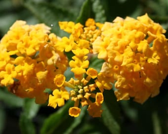 Lantana New Gold Plants – Pack of 2 Bright Yellow Flowering Shrub – Drought Tolerant  Low Maintenance – Great for Containers & Garden Beds