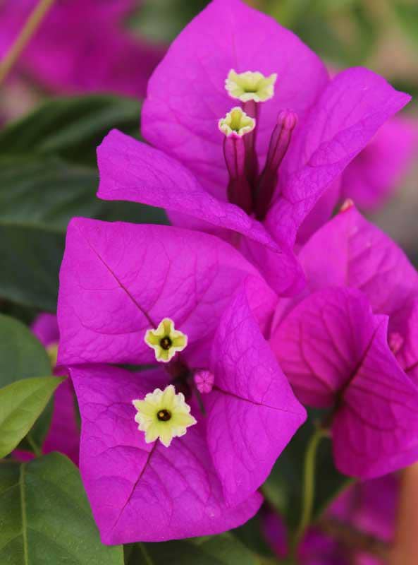 Bougainvillea Purple - Etsy