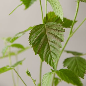 Boysenberry Live Plant Mix Between Raspberry Blackberry Loganberry Dewberry Starter Planter Pot Home Garden Berry - Fruit Tree Live Plant