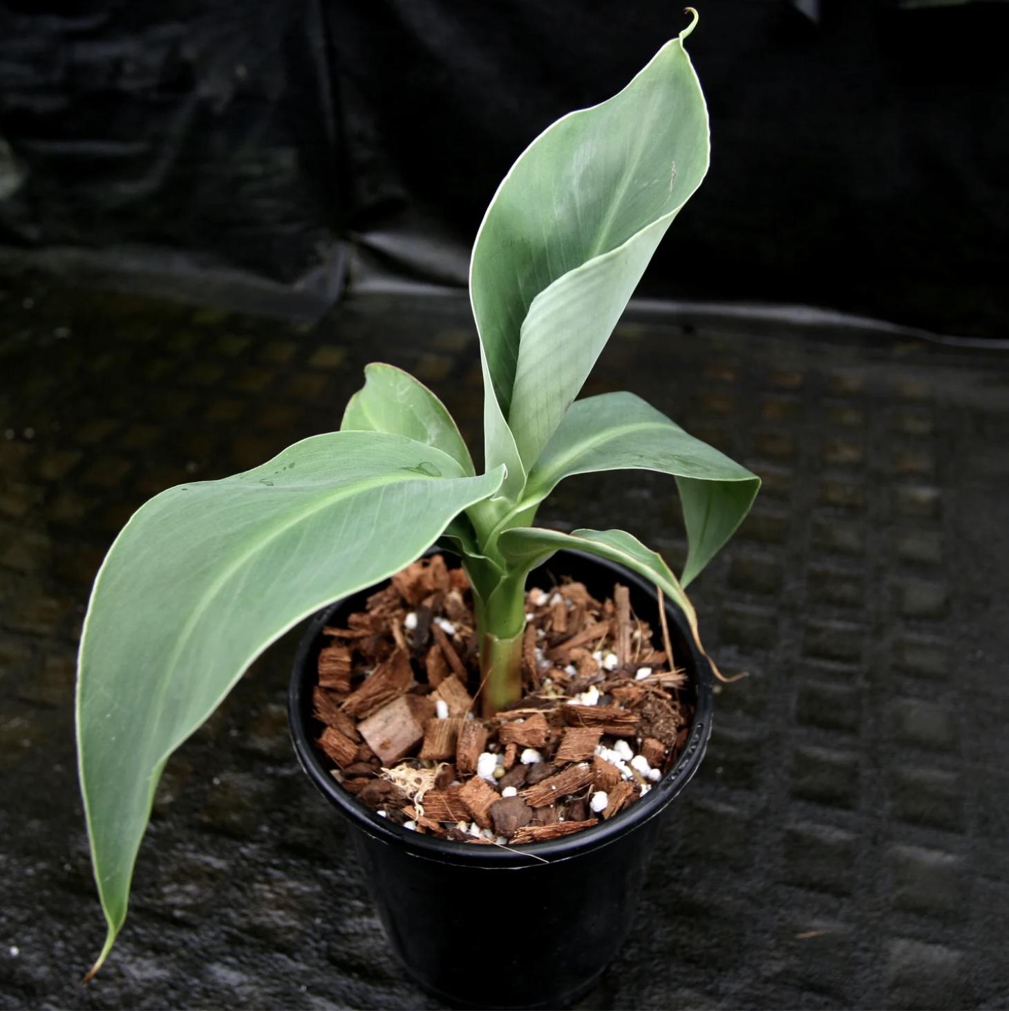 Truly Tiny Banana Plant (musa Truly Tiny) – Live Plant, 5–9 Inches Tall ...