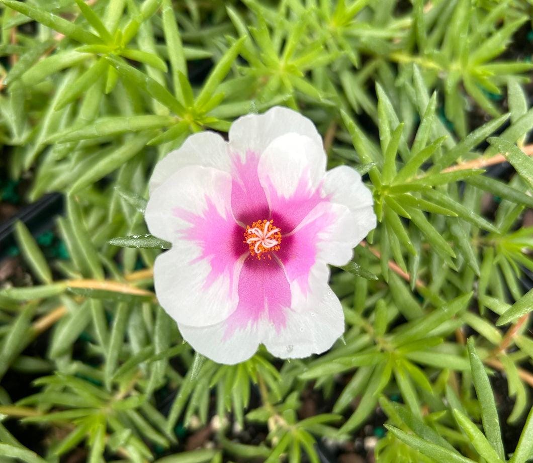 Samba Peppermint Purslane Live Plants | Pack of 2 (TWO) | 5-9