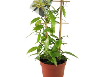 Vanilla Orchid Plant - Vanilla Planifolia Starter - Madagascar Vanilla Bean  - Grow Your Own Vanilla - Etsy