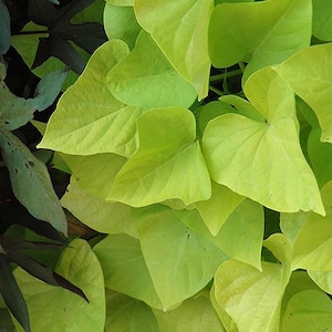 May include: Close-up of bright green sweet potato vine leaves. The leaves are heart-shaped and have a smooth texture. Some leaves have a yellow-green hue, and others are a darker green. The background includes darker leaves.