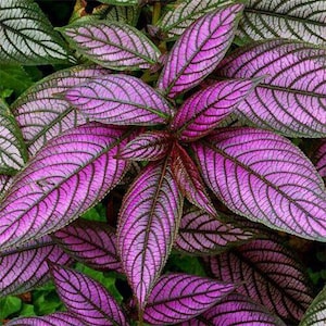 May include: Close-up of a plant with vibrant purple leaves and dark green veins. The leaves are oval-shaped and arranged in a radial pattern, creating a striking visual texture. The plant's center features reddish-brown stems.