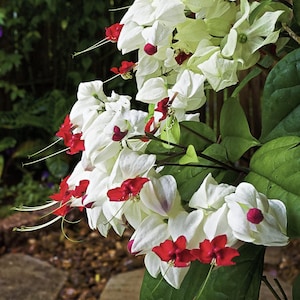 May include: Close-up of a cluster of white and red bleeding heart vine flowers. The flowers have white petals with red accents and long, delicate stamens. The background is a blurred mix of green foliage and brown earth.