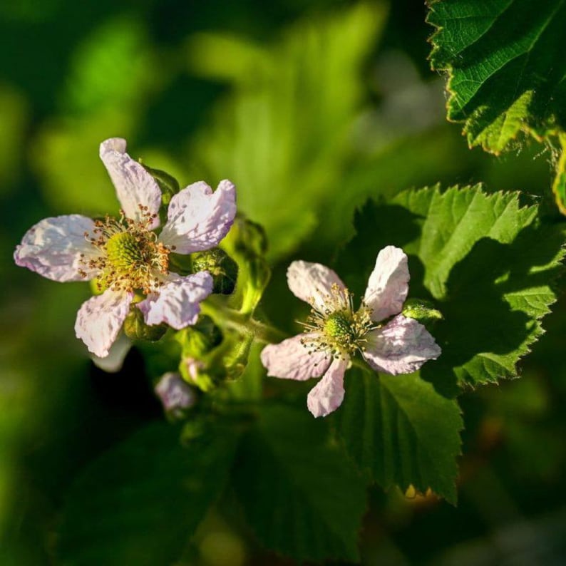 May include: Close-up of two delicate, light pink flowers with yellow centers, surrounded by vibrant green leaves. The petals have a subtle, textured appearance. The background is a soft, blurred green.