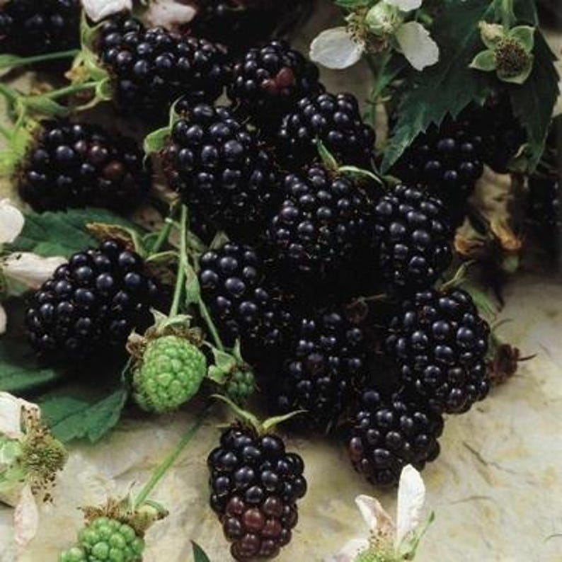 May include: Close-up of ripe blackberries, showcasing their deep black color and plump texture. Green unripe berries and white blossoms are also visible, along with green leaves. The image highlights the natural beauty of the fruit.
