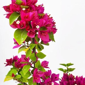 May include: A vibrant image of a bougainvillea plant with bright magenta flowers and green leaves. The flowers have small white centers, and the plant has a brown stem. The background is plain white, highlighting the plant's vivid colors and textures.