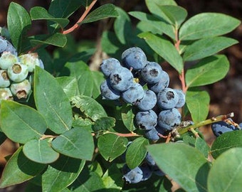 Jewel Blueberry Bush - Jewel Southern Highbush Blueberry - Live Blueberry Bush - Starter 4-6 inch Blue Berry Plant - Blueberry Plant Live