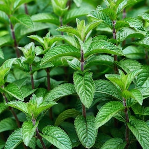 May include: Close-up of fresh mint plants. The image shows vibrant green leaves with textured surfaces, growing on dark purple stems. The leaves are in various stages of growth, with some tightly furled and others fully open.