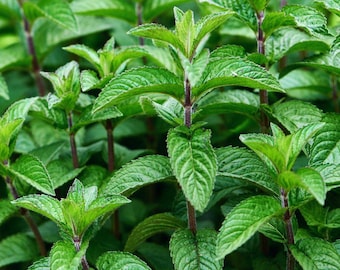 Mojito Mint Live Plants (5-9") - Pack of 3 (THREE)- Authentic Mentha x villosa - True Cuban Cocktail Herb
