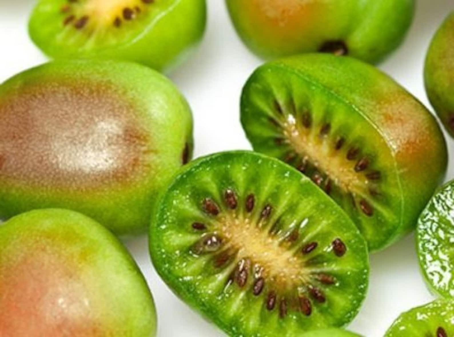 Prolific Kiwi Tree Hardy Kiwi Prolific Plant 46 Inches Etsy