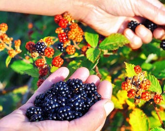 May include: Close-up of hands holding freshly picked blackberries. The berries are a deep, shiny black, contrasting with the green leaves and the red and orange unripe berries still on the vine. A bountiful harvest.