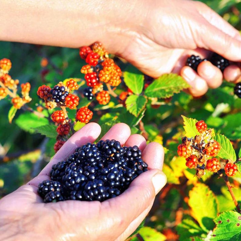 Puede incluir: Primer plano de manos sosteniendo moras reci&eacute;n recolectadas. Las bayas maduras son de un negro profundo y brillante, contrastando con las hojas verdes y las bayas rojas y naranjas sin madurar en la vid. Una cosecha abundante.
