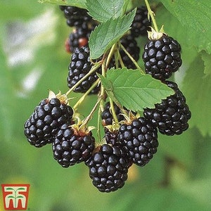 May include: A cluster of ripe blackberries hanging from a branch. The berries are dark purple and have a glossy finish. The berries are surrounded by green leaves.