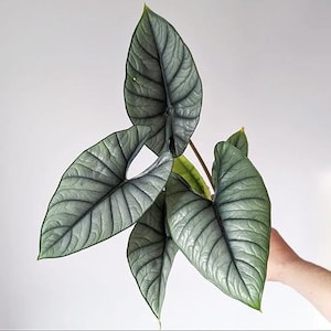 May include: Close-up of an Alocasia Silver Dragon plant with large, textured, silvery-green leaves. The leaves have prominent veins and a unique, almost metallic sheen. The plant is held against a plain white background.