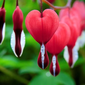 May include: Close-up of vibrant red bleeding heart flowers with heart-shaped petals and white accents. The flowers hang from delicate stems against a blurred green background, showcasing nature's beauty.