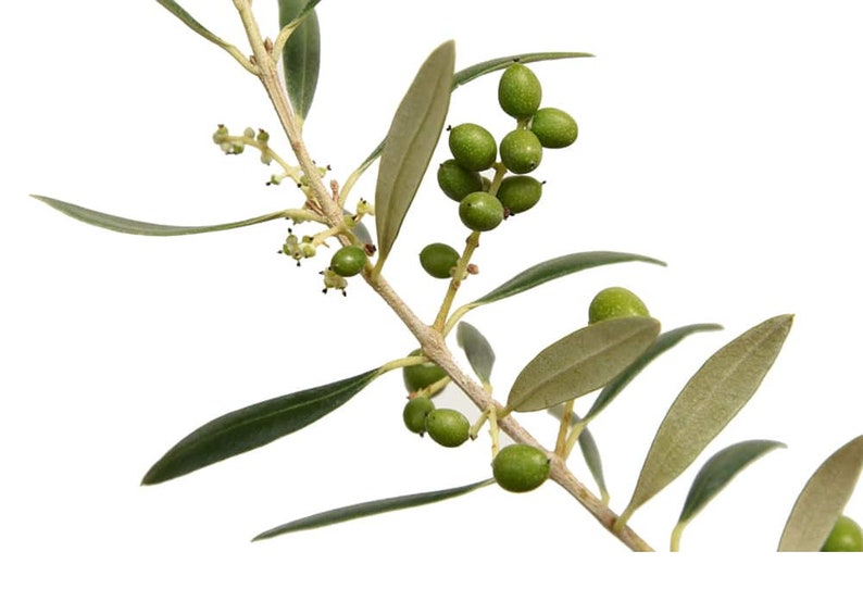 Olive Tree Plant Arbequina Live Olive Tree Live Olive Tree