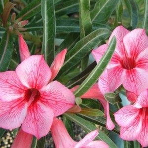 Pink Desert Rose Flower - Live Starter Rose Plant - Starter Plant for Planting - Adenium Obesum Plant