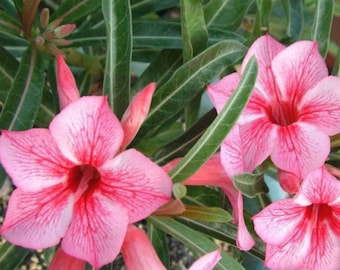 Pink Desert Rose Flower - Live Starter Rose Plant - Starter Plant for Planting - Adenium Obesum Plant