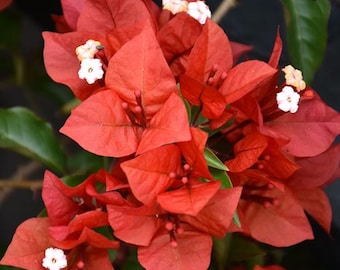 Rare Miki Bougainvillea Root-grafted Starter, Ships in USA | Just