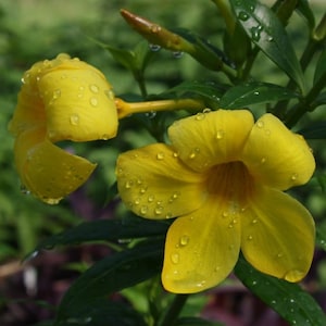 May include: Close-up of vibrant yellow flowers with water droplets on the petals. The flowers are in full bloom, showcasing their bright color and delicate texture. Green leaves and stems provide a contrasting backdrop.